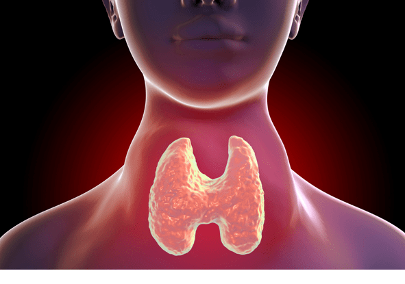 Thyroid Disorders (Hypo / Hyperthyroidism)