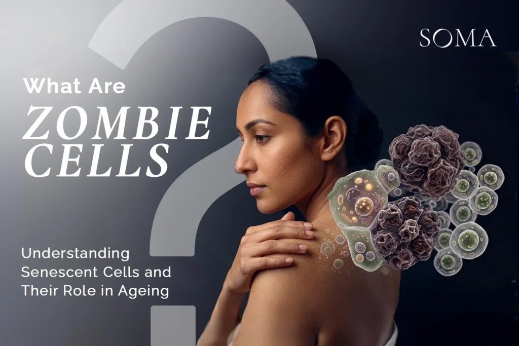 What Are Zombie Cells? Understanding Senescent Cells and Their Role in Ageing 